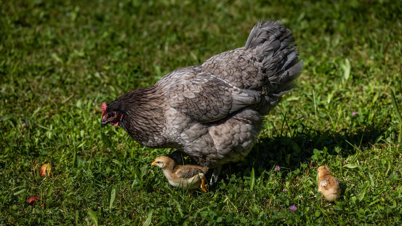 Unsere Hühner auf dem Bauernhof Unsere Hühner auf dem Bauernhof